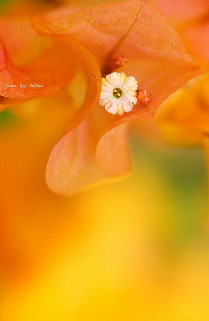 Azalea_ORANGE_003.jpg