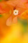 Azalea_ORANGE_003.jpg