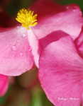 Begonia_Pink_003.jpg