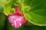 Begonia_Pink_012.jpg