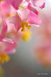 Begonia_Pink_030.JPG