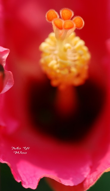 Hibiscus_001.jpg