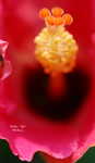 Hibiscus_001.jpg