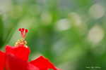 Hibiscus_005.JPG