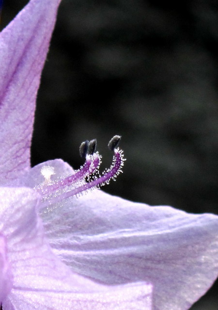 IMG_7780.jpg
