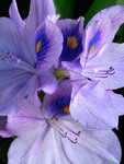 IMG_7793a.jpg