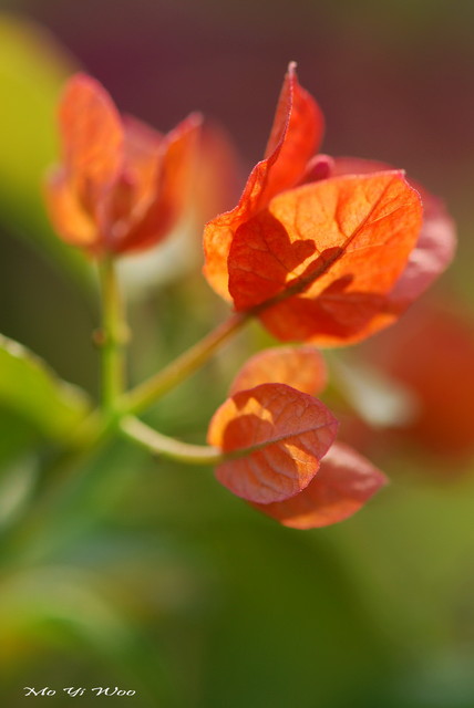 Leave_edges_007.jpg