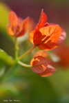 Leave_edges_007.jpg