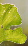 Leave_edges_011.jpg