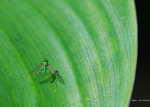 Leave_edges_033a.jpg