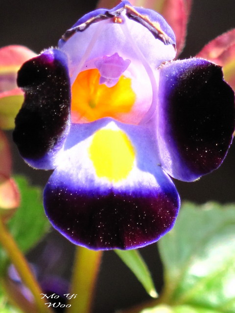Tiny ones_003.jpg