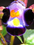 Tiny ones_003.jpg