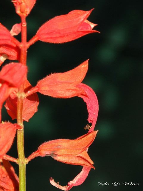 Tiny ones_004.jpg