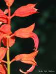Tiny ones_004.jpg
