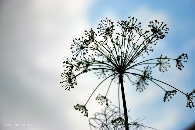 Tiny ones_010.jpg