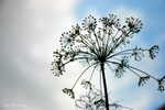 Tiny ones_010.jpg