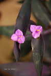 Tiny ones_011.jpg