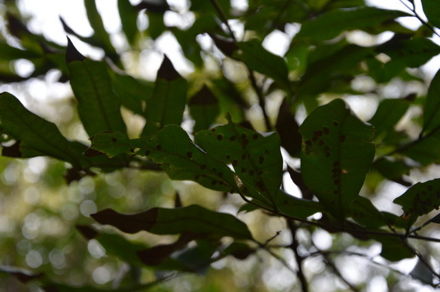DSC_0434.JPG