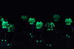 DSCa_0290_Day_FUNG.JPG