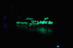 DSCa_0170_Night_FUNG.JPG